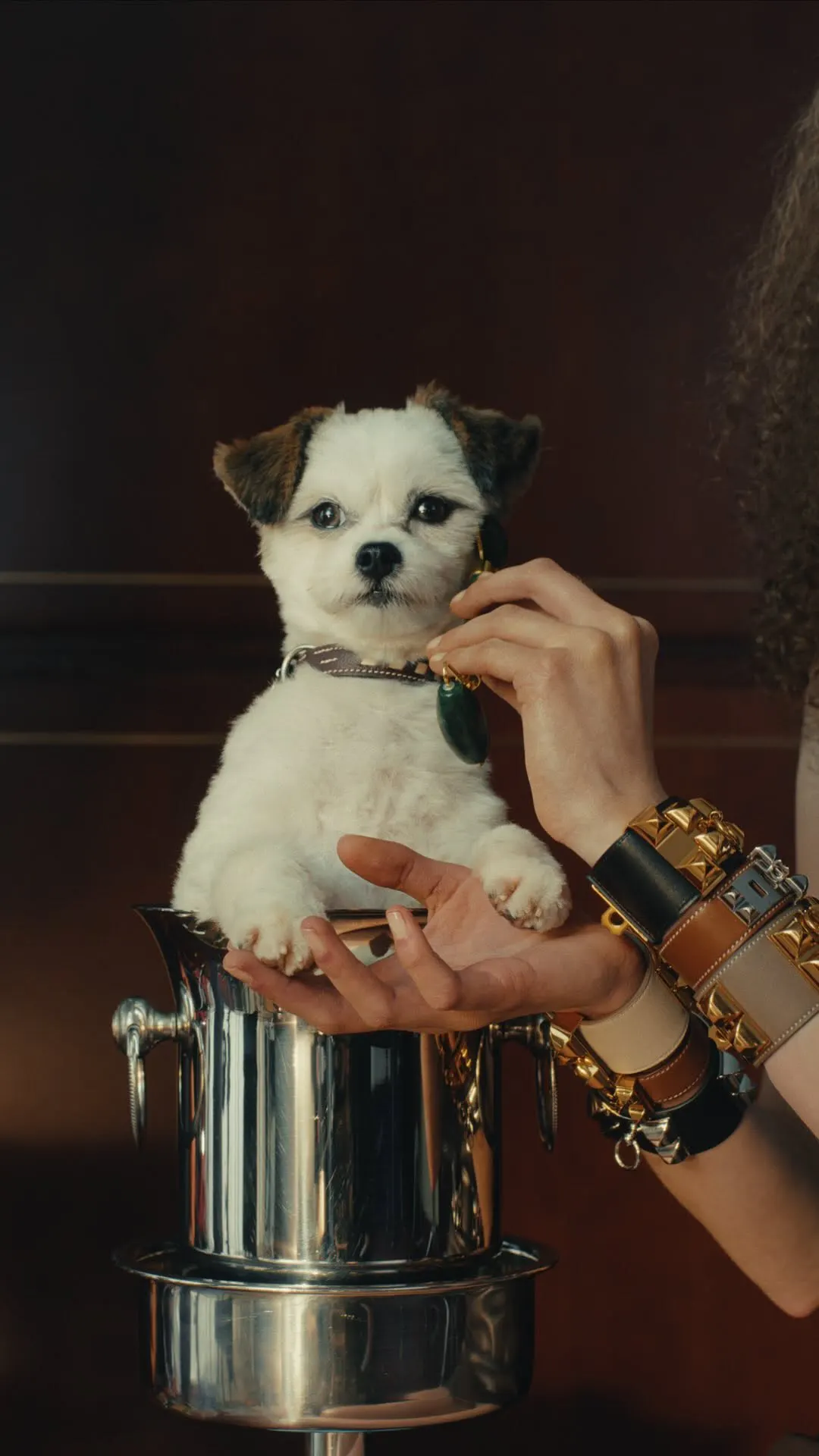 A small white dog being held in someone's arms.