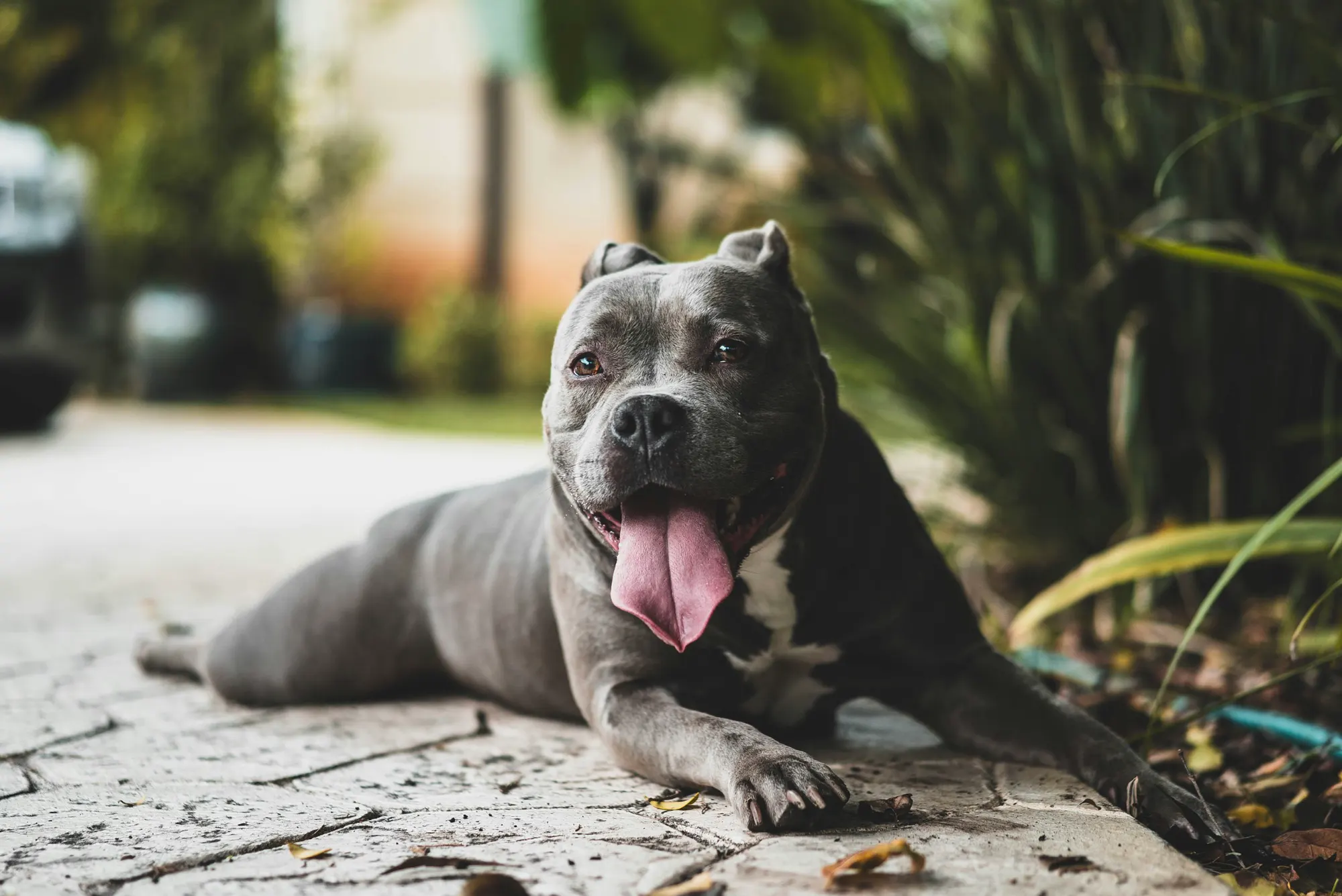 Companionship isn't just about being together—it's about trust, patience and understanding.