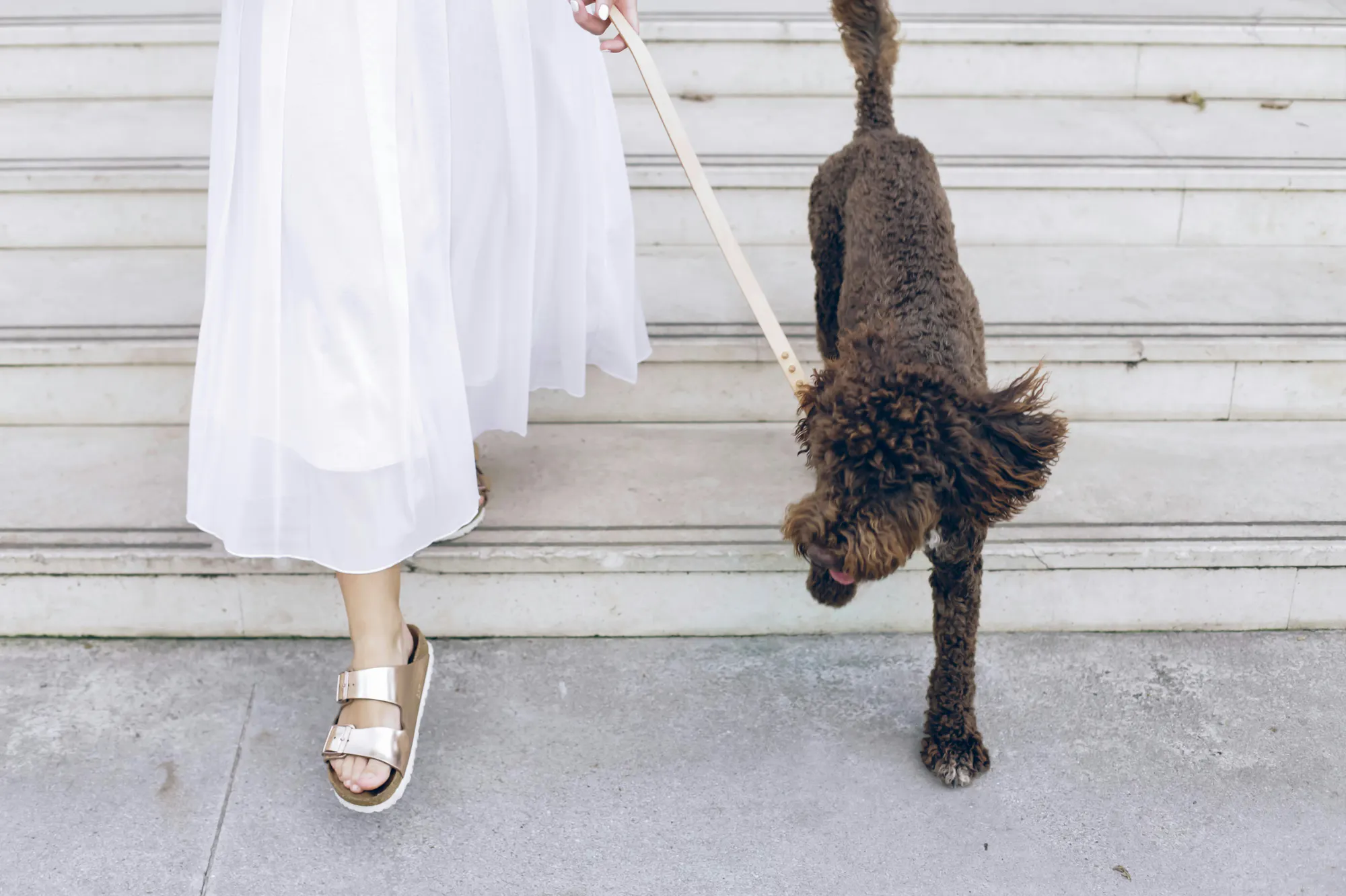 Editorial portrait of a stylish dog.
