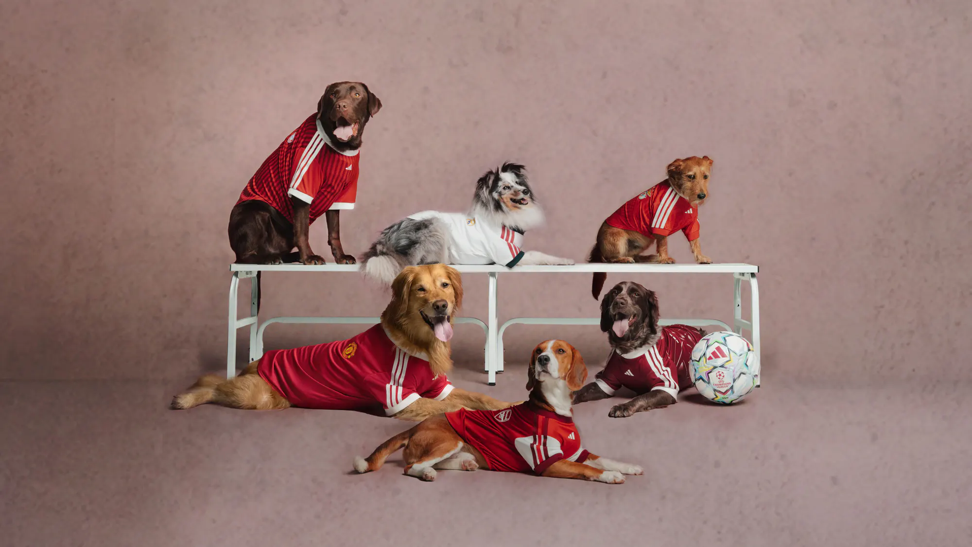 adidas Originals Puts Pets in the Matchday Spotlight.