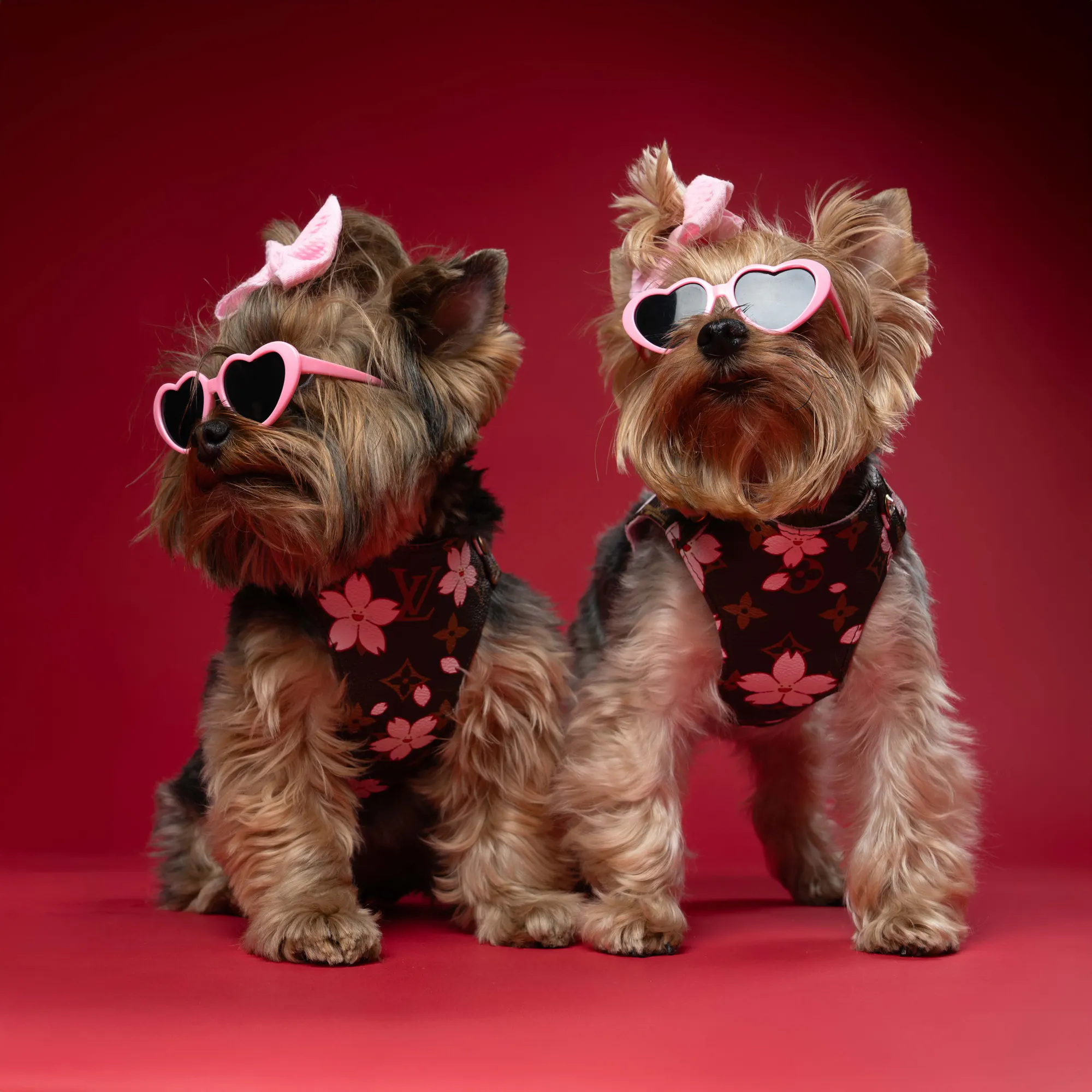 For Kevin Sarasom, every great portrait begins with understanding the dog in front of him.