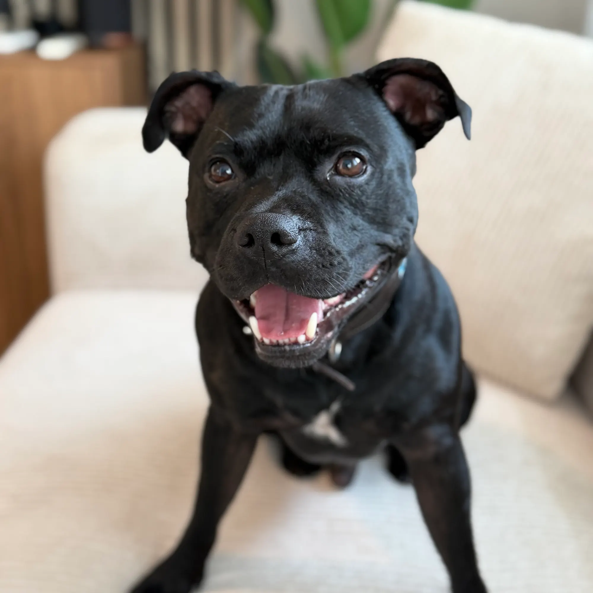 Pablo, the Staffy who is always ready to say hello.